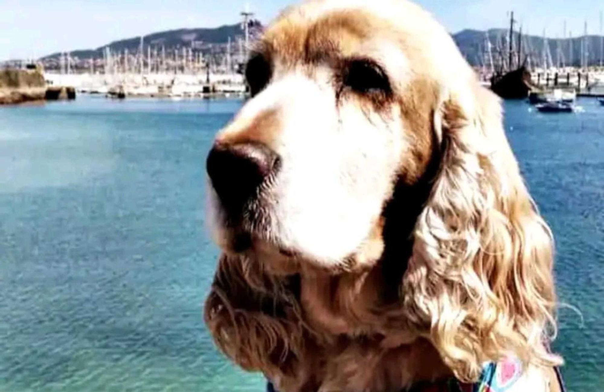 Holibai, Andurina, Piso Vintage, Centrico, Acepta Mascotas, Baiona Apartman Kültér fotó